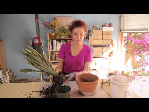 how to fertilize snake plant