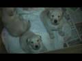 AKC Golden Retriever Puppies 6weeksold