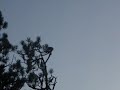 Bald Eagle Takes Off