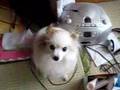 最高にかわいい犬が見れます