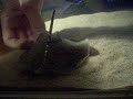 handfeeding-pmotoro.html