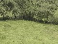 Las Tablas land for sale #3