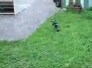 ARX 540 backyard backflip