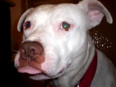 pitbull dog