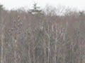 30+ Eagles