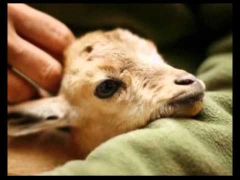 Videó megnyitása Videó megnyitása