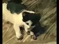 Cao e gato Cao e gato
