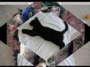 Lustige Tiere 2