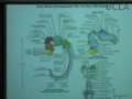 Click here to watch this video Behavioral Neuroscience Lab, Lec 1, Psychology 116, UCLA