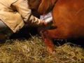 Dancer foaling. Palomino Racking Horse colt born
