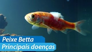 Vídeo Sobre as Doenças do Betta