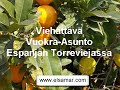 Asunto Torreviejassa - Vuokra-asunto Espanjan Torreviejassa