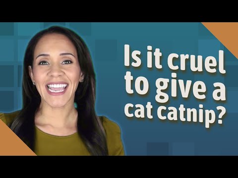 Is it cruel to give a cat catnip?