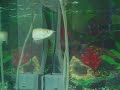 Australian Arowana