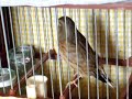 pardillo