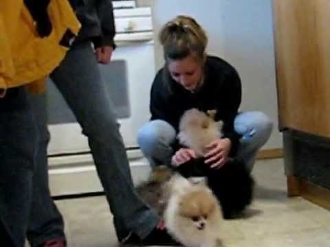 0 Pomeranian Puppies
