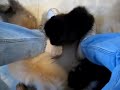 Pomeranian Puppies Pomeranian Puppies