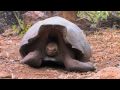 Richard Dawkins explains how and why the Giant Tortoises of Galapagos evolved on each of the different islands. He shows how the different shell shapes evolved to help the tortoises adapt to environments on the different islands. Download: iPhone: c0116791.cdn.cloudfiles.rackspacecloud.com 720p HD: c0116791.cdn.cloudfiles.rackspacecloud.com Get the RDF TV podcast through iTunes! itunes.apple.com 