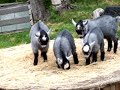 Two week old Pygmy goat kids in Alaska! 6/08