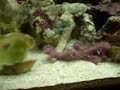 ??? salt fish tank