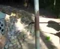 Dances with Ants part 3
