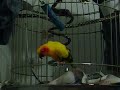 Sun Conure Dancing and Singing