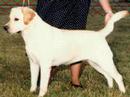 Labrador Retriever video
