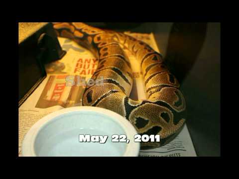 how to properly breed a ball python