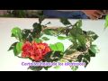 Corona navide�a