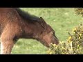 Wild ponies on Dartmoor, Summer 08 Wild ponies on Dartmoor, Summer 08