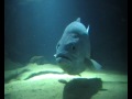 Under The Ocean
