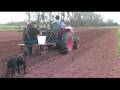 Planting Sweet Corn - Home Vegetable Garden