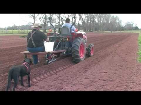 how to fertilize field corn