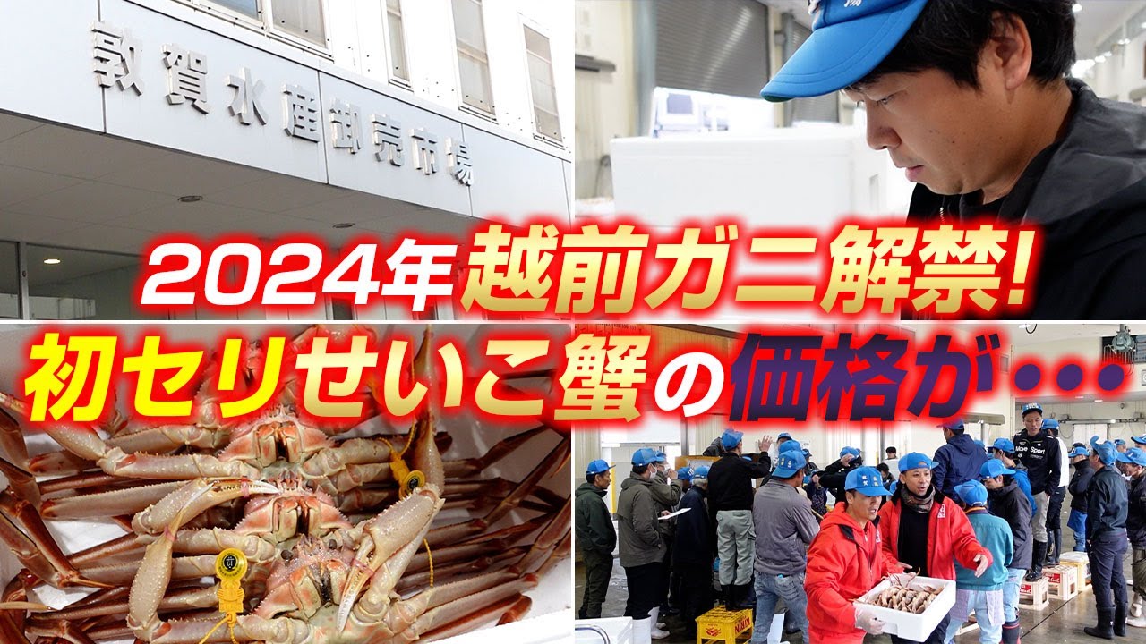 ついに今年も越前ガニが解禁！初セリのご様子をお届けします！