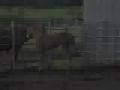 APHA AQHA 2008 Almighty halter filly