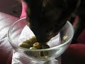 Click here to watch this video Katze frisst Oliven
