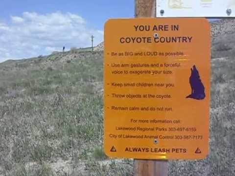 Bicycling uphill in Coyote Country - Bear Creek Lake Park, Lakewood, Colorado