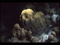 Spotted Eel Hunting at Night in Bonaire