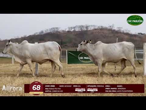 4� De Olho na Fazenda - NELORE AURORA participa��o Chico Paulic�ia