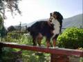 Bovaro Bernese