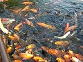 Akami carp pond, Sano