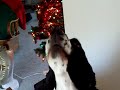 my dog howling