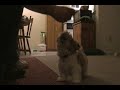 3 Month Old Shih Tsu Puppy Playing Fetch