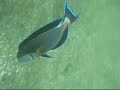 JJ Fujairah 2008.wmv