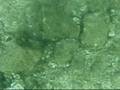videos de JJ Fujairah 2008.wmv