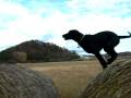 videos de black lab pup leaping hay bails