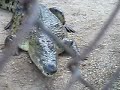 Cocodrilos en Jerez