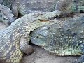 Cocodrilos en Jerez