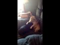 Sugar and Bella - YouTube