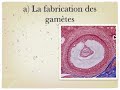 La procréation I) A) part 1 La procréation I) A) part 1